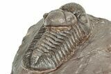 Colorful Austerops Trilobite Fossil - Jorf, Morocco #328579-3
